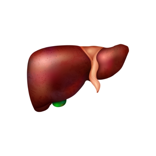 Liver cancer - سرطان الكبد