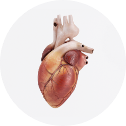 cardiovascular - أمراض القلب والأوعية الدموية